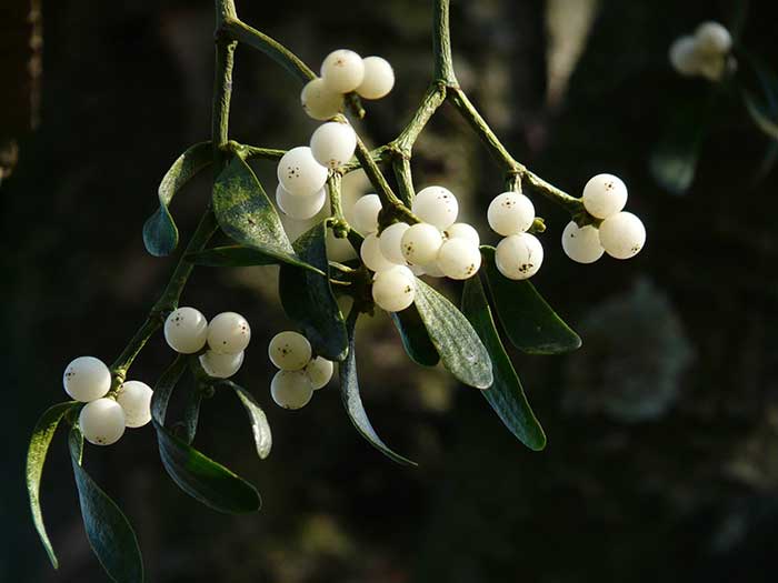 Mistletoe berries